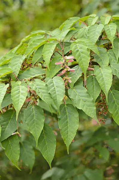 533305 - Père David's maple (Acer davidii 'George Forrest')
