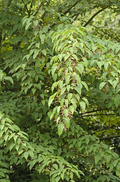 533306 - Père David's maple (Acer davidii 'George Forrest')