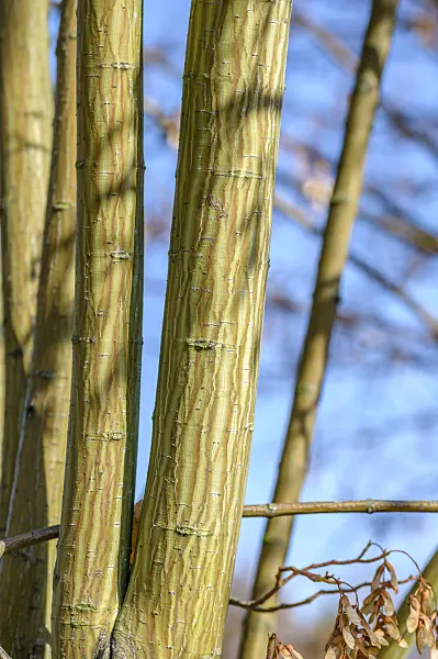 593006 - Père David's maple (Acer davidii 'Horizontale')