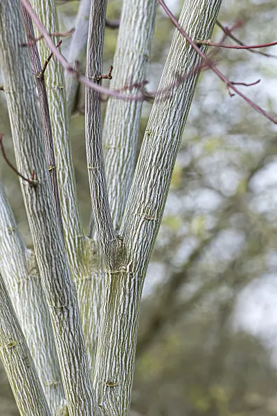 625106 - Père David's maple (Acer davidii 'Viper')