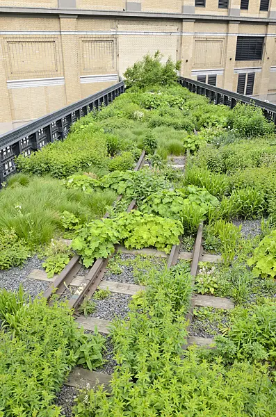 508101 - Perennial bed, High Line, New York, USA
