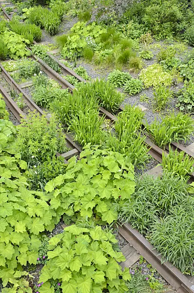 508102 - Perennial bed, High Line, New York, USA