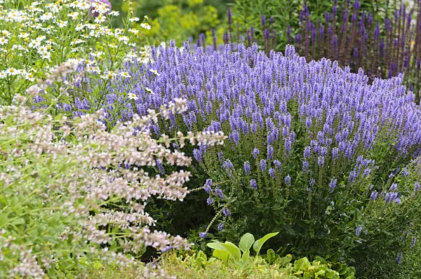 486059 - Perennial bed with sages (Salvia)