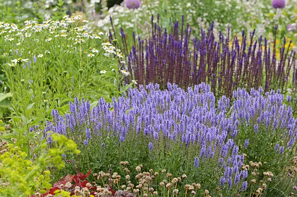 486060 - Perennial bed with sages (Salvia)