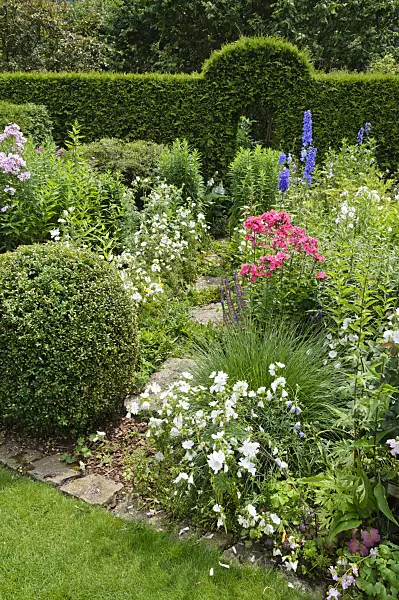 474081 - Perennial bed with shaped hedge