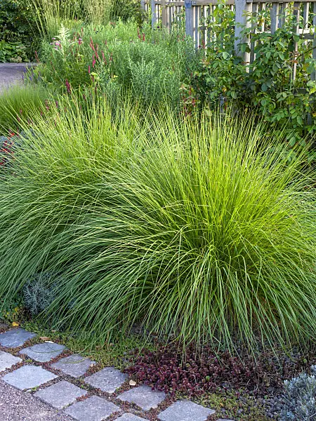 451055 - Perennial border with grasses