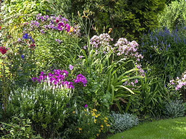 441004 - Perennial border with phlox (Phlox)