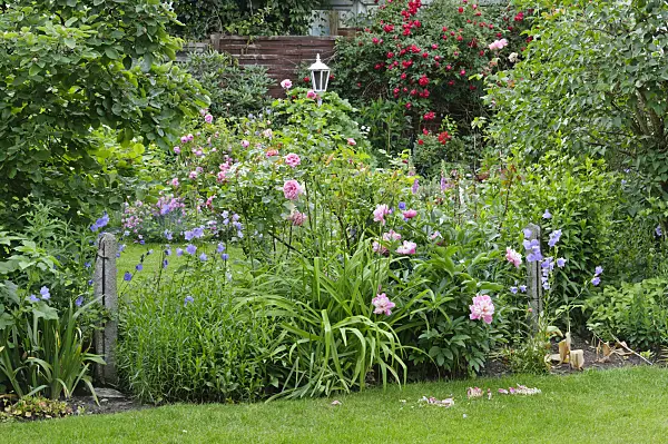 473060 - Perennial border with roses and peonies