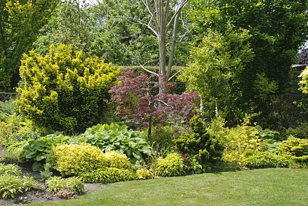 518025 - Perennial border with yellow-leaved plants
