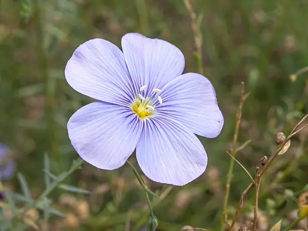 441022 - Perennial flax (Linum perenne)