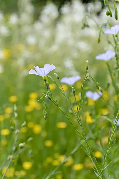 508532 - Perennial flax (Linum perenne)