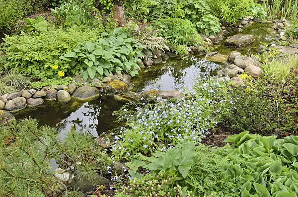 520151 - Perennial garden with brook