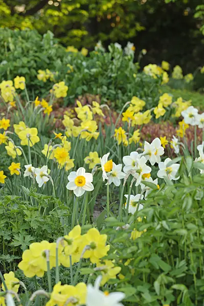 484055 - Perennial garden with daffodils (Narcissus)