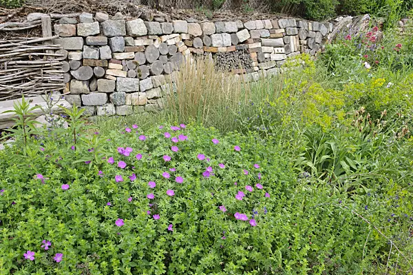 472417 - Perennial garden with dry stone wall
