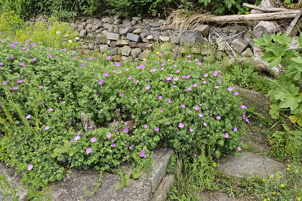 472427 - Perennial garden with dry stone wall