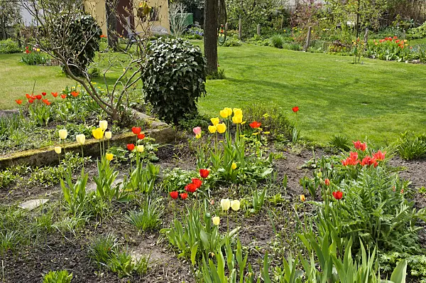 483321 - Perennial garden with tulips (Tulipa)