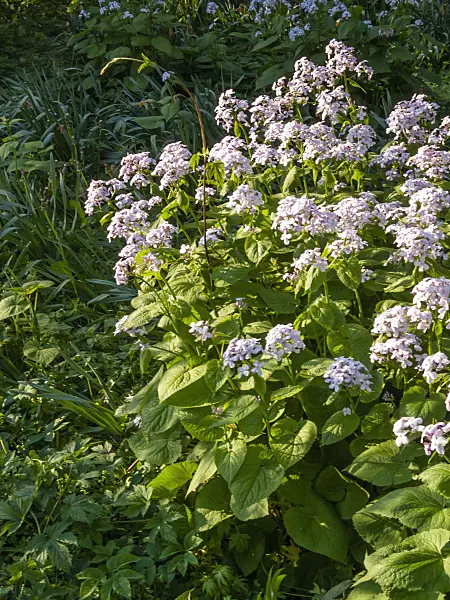 401004 - Perennial honesty (Lunaria rediviva)