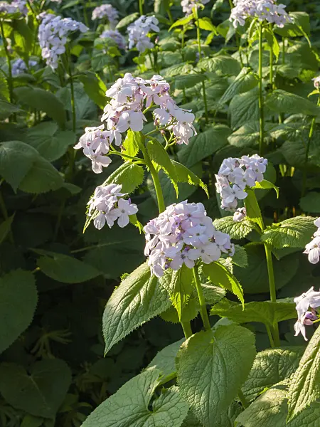 401005 - Perennial honesty (Lunaria rediviva)