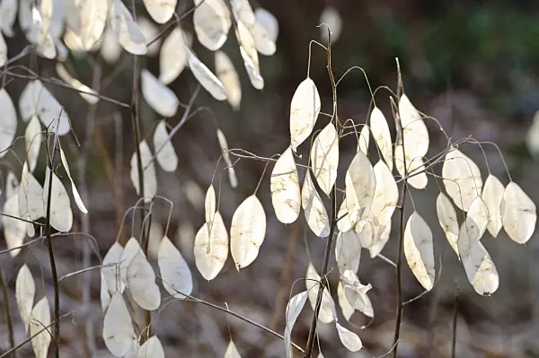 467067 - Perennial honesty (Lunaria rediviva)