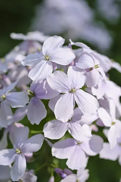 471176 - Perennial honesty (Lunaria rediviva)