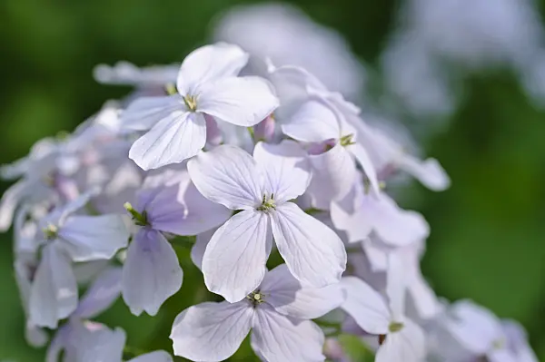 471177 - Perennial honesty (Lunaria rediviva)