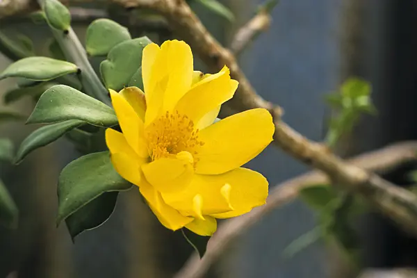379081 - Pereskiopsis porteri