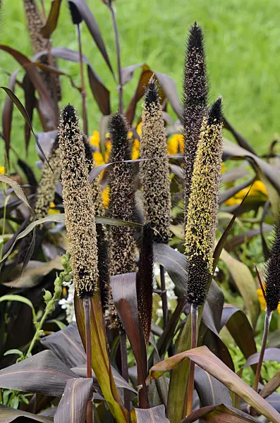 571061 - Perl millet (Pennisetum glaucum 'Purple Baron' syn. Pennisetum americanum 'Purple Baron')