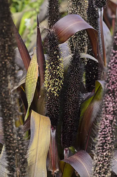 571062 - Perl millet (Pennisetum glaucum 'Purple Baron' syn. Pennisetum americanum 'Purple Baron')