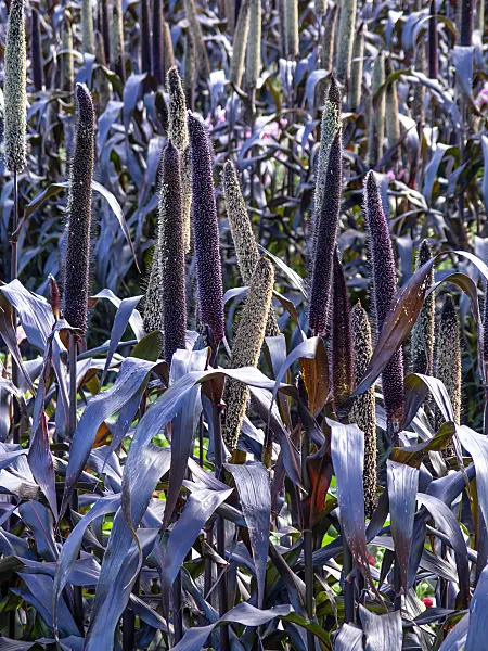440248 - Perl millet (Pennisetum glaucum 'Purple Majesty' syn. Pennisetum americanum 'Purple Majesty')