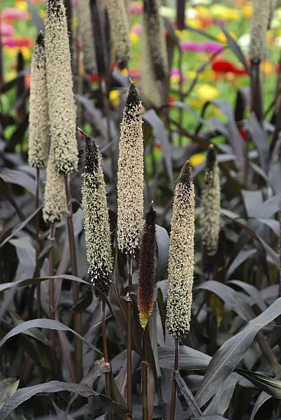 454043 - Perl millet (Pennisetum glaucum 'Purple Majesty' syn. Pennisetum americanum 'Purple Majesty')