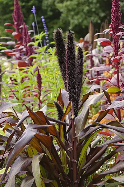 488056 - Perl millet (Pennisetum glaucum 'Purple Majesty' syn. Pennisetum americanum 'Purple Majesty')