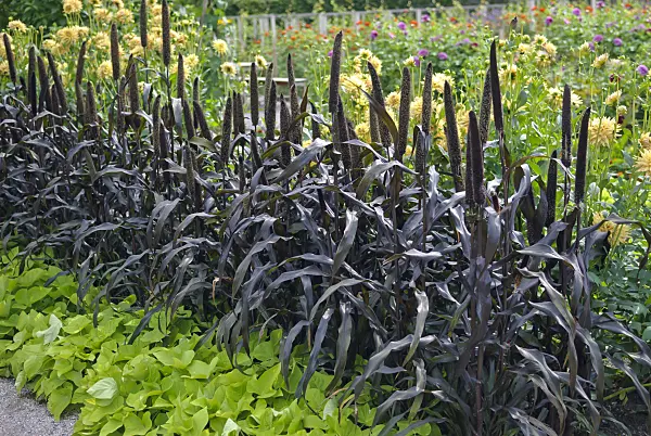 517461 - Perl millet (Pennisetum glaucum 'Purple Majesty' syn. Pennisetum americanum 'Purple Majesty')