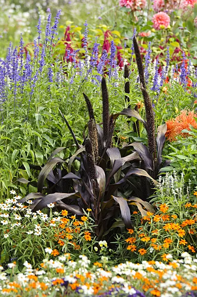 476108 - Perl millet (Pennisetum glaucum 'Purple Majesty' syn. Pennisetum americanum 'Purple Majesty'), sages (Salvia) and zinnias (Zinnia)
