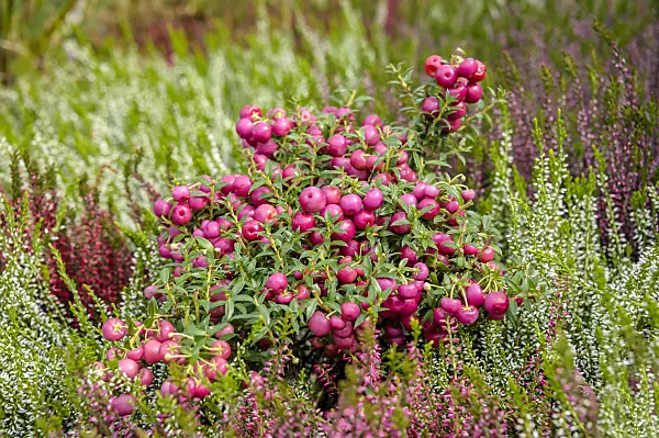 593083 - Pernettya mucronata 'Purpurea' syn. Gaultheria mucronata