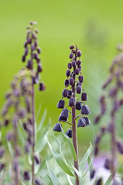 483210 - Persian bells (Fritillaria persica)