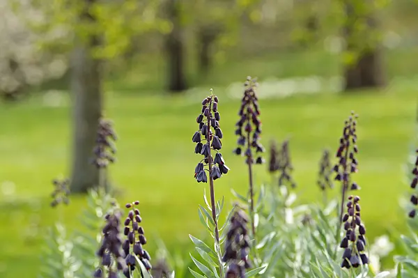 483212 - Persian bells (Fritillaria persica)
