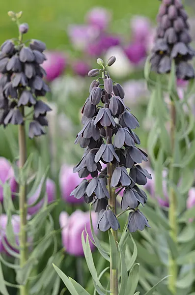520062 - Persian bells (Fritillaria persica)