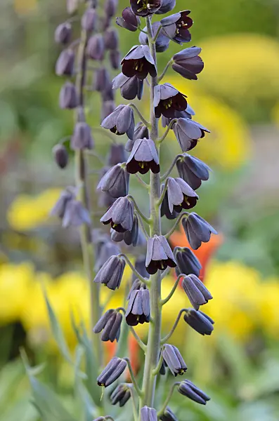 531115 - Persian bells (Fritillaria persica)