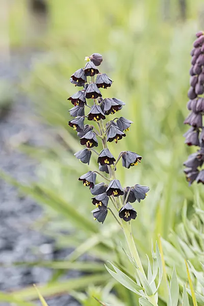 616394 - Persian bells (Fritillaria persica)