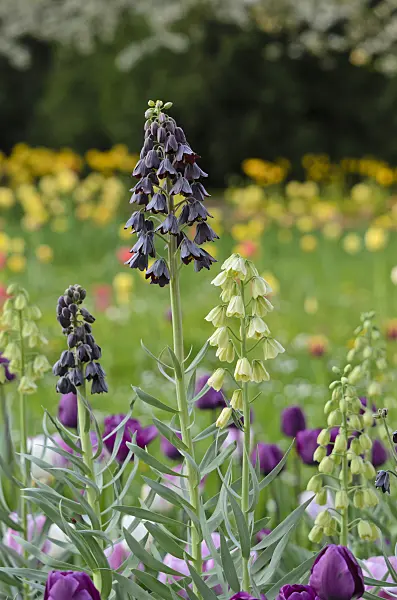 520061 - Persian bells (Fritillaria persica and Fritillaria persica 'Ivory Bells')