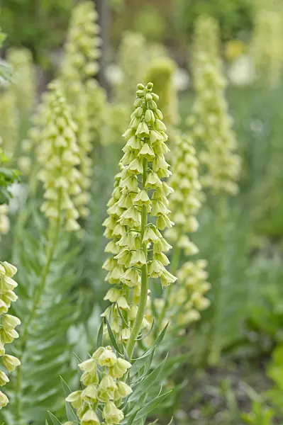 484115 - Persian bells (Fritillaria persica 'Ivory Bells')