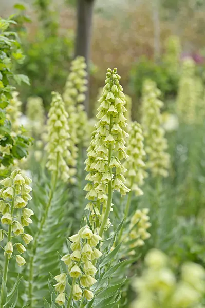 484116 - Persian bells (Fritillaria persica 'Ivory Bells')