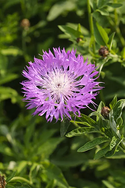 484307 - Persian cornflower (Centaurea dealbata)
