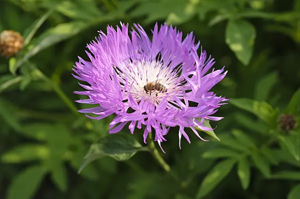 484308 - Persian cornflower (Centaurea dealbata)