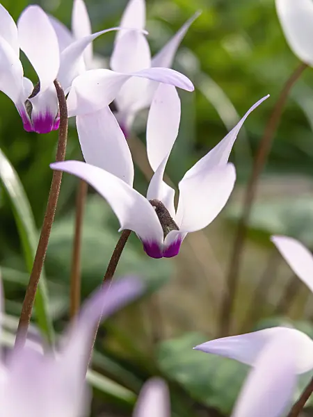 446016 - Persian cyclamen (Cyclamen persicum)