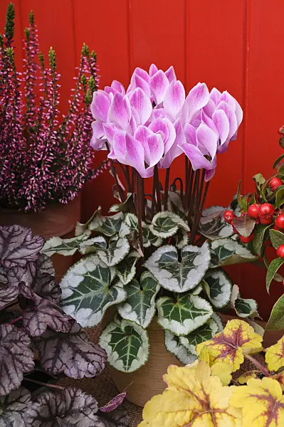 477097 - Persian cyclamen (Cyclamen persicum)