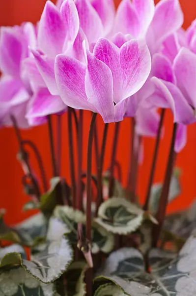 477098 - Persian cyclamen (Cyclamen persicum)