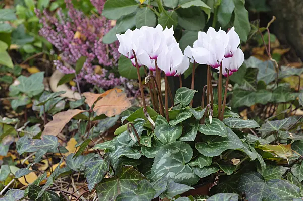 466030 - Persian cyclamen (Cyclamen persicum) and common ivy (Hedera helix)