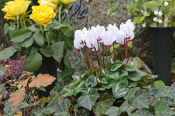 466031 - Persian cyclamen (Cyclamen persicum) and common ivy (Hedera helix)
