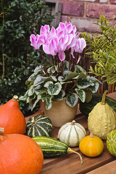 477085 - Persian cyclamen (Cyclamen persicum) and decorative squashes (Cucurbita pepo)